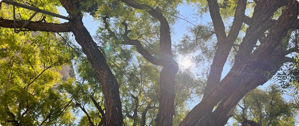 Large tree with sunlight filtering through leaves