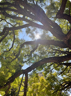 Værdierne og formålet